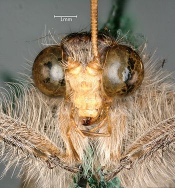Media type: image;   Entomology 10637 Aspect: head frontal view